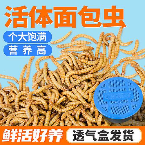 鲜活面包虫营养食物黄粉虫养殖活虫鸟食仓鼠龙鱼龟蜥蜴蜜袋鼯粮食