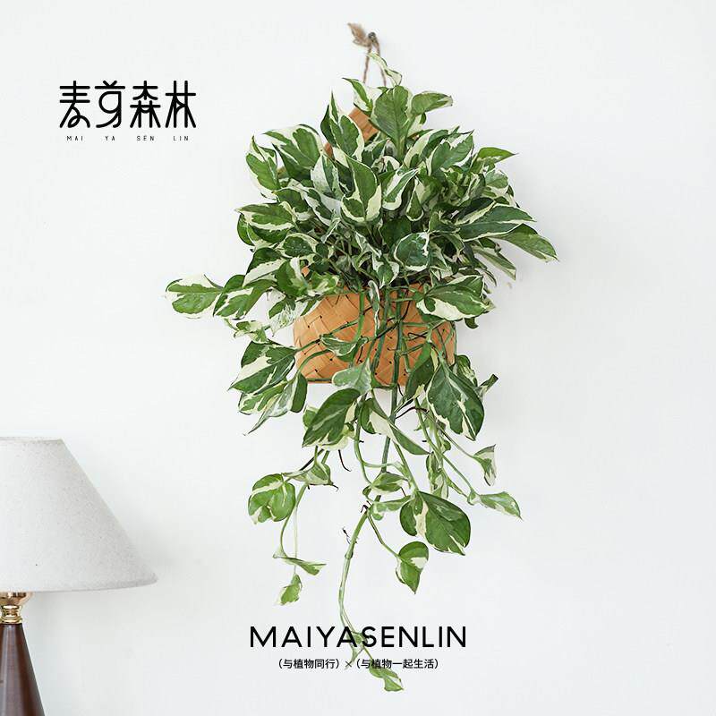 白金葛丨长藤雪花葛爬藤垂吊阳台室内桌面水培好养易活植物吊兰