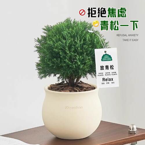 放青松雾凇盆栽客厅办公室桌面绿植小盆景四季常青好养活情绪稳定