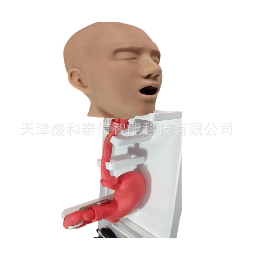 北京天津河北手术实训仿真人体套装仿真骨骼水晶骨骼胃模型肠模型