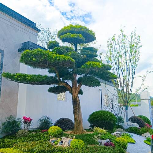 罗汉松造型树原生小叶雀舌罗汉松庭院造型树可地栽盆栽一对一选树