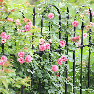 户外花园篱笆栅栏铁艺别墅庭院子围栏蔷薇月季爬藤架花架隔断屏风
