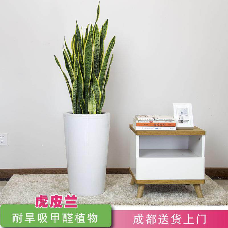 花卉观花大盆栽植物室内花大型金边虎皮兰大型室内客厅家用吸甲醛