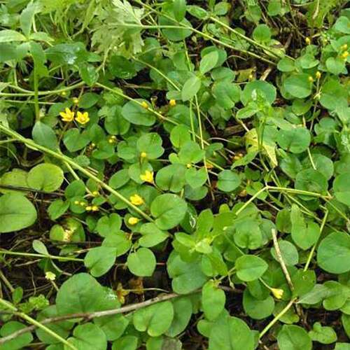 四川鲜金草广泉草干鲜大叶钱草干石茶过黄500g