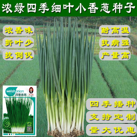日本品种小香葱四季小香葱，籽抗倒伏农家菜园，蔬菜种子阳台盆载