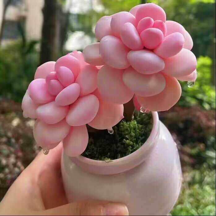 包邮多肉植物粉仙姬稀有精品办公桌室内花阳台防辐射美观绿植盆栽