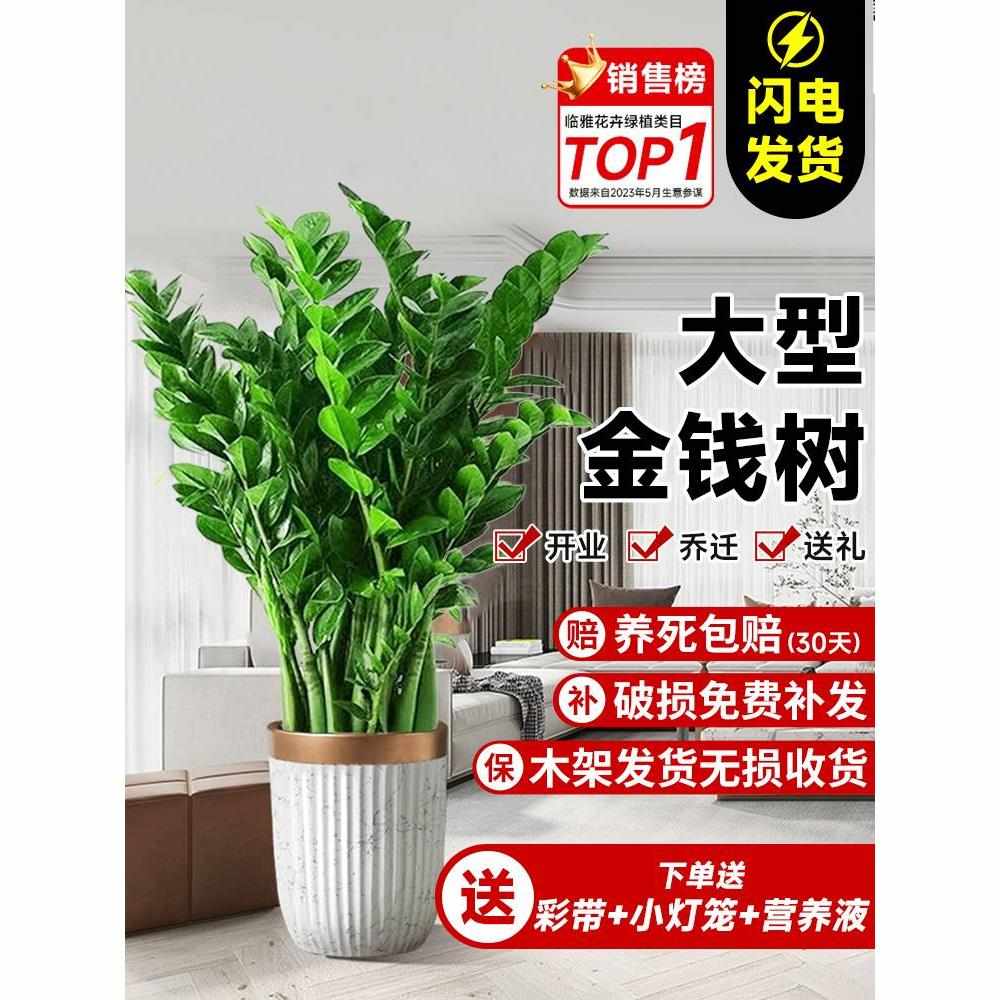 金钱树盆栽客厅大花盆办公室内旺宅大型好养绿植乔迁摇钱串子摆件