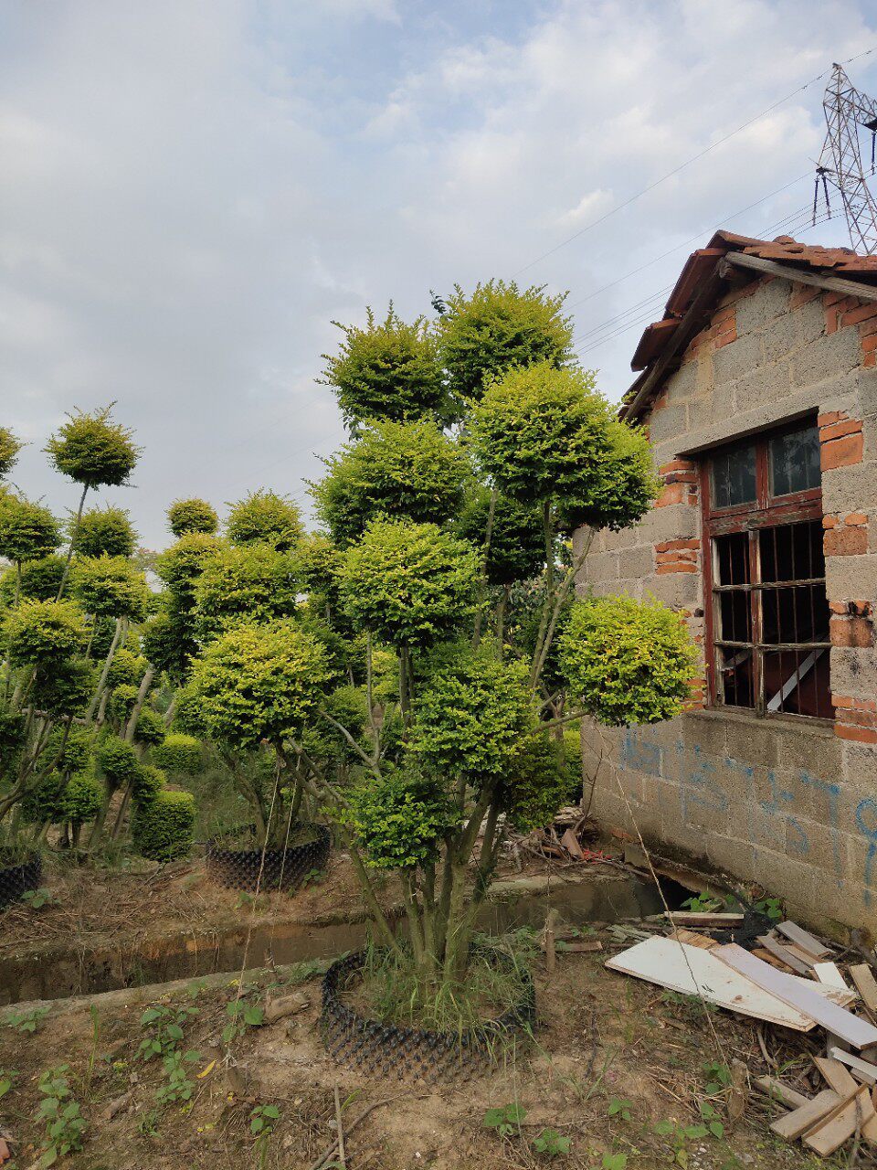 造型亮晶女贞庭院绿化园林工程乔木基地直销