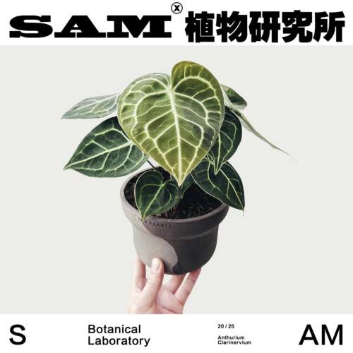 SAM植物研究所/水晶花烛/克莱恩花烛/INS绿植/植选礼物
