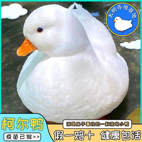 柯尔鸭活宠物幼崽网红鸭子柯尔鸭一公一母柯尔鸭纯种活苗成年s级