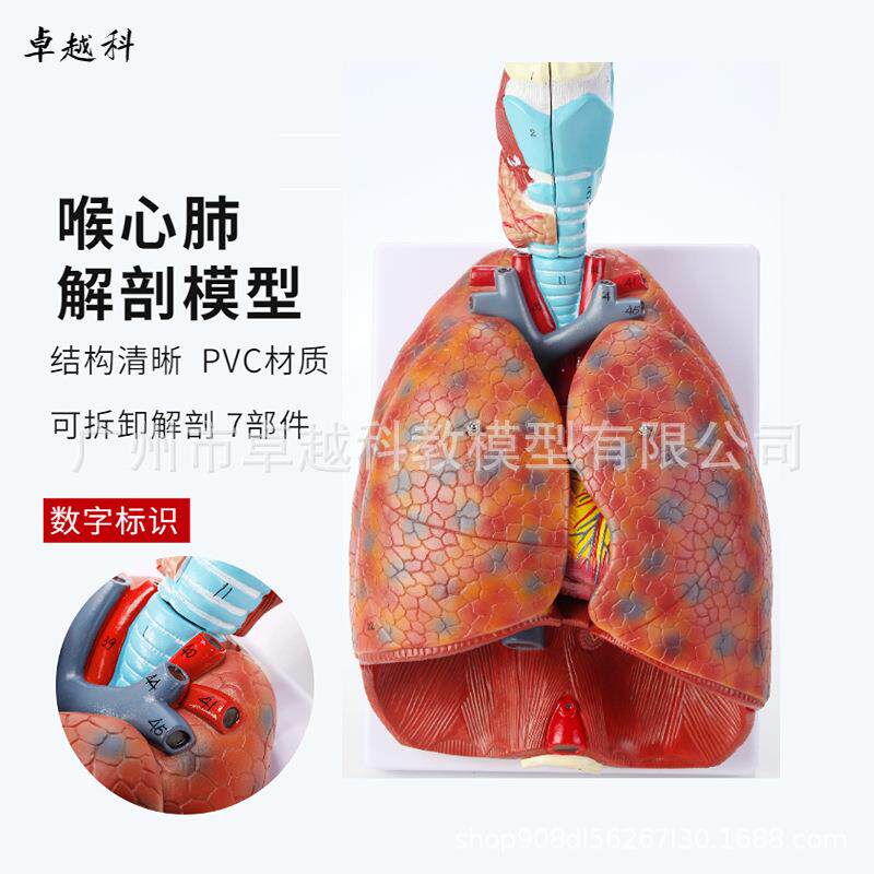 自然大人体喉心肺模型 喉咙甲状腺 肺 心脏模型 人体呼吸系统模型