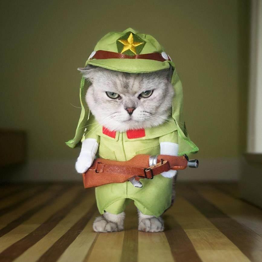 宠物猫咪狗狗搞怪衣服搞笑恶搞可爱服装变身直立装柯基柴犬幼猫