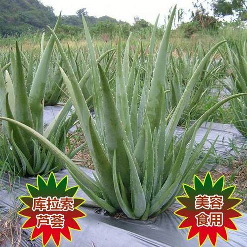 Aloe potted aloe plant aloe vera aloe beauty aloe aloe edibl