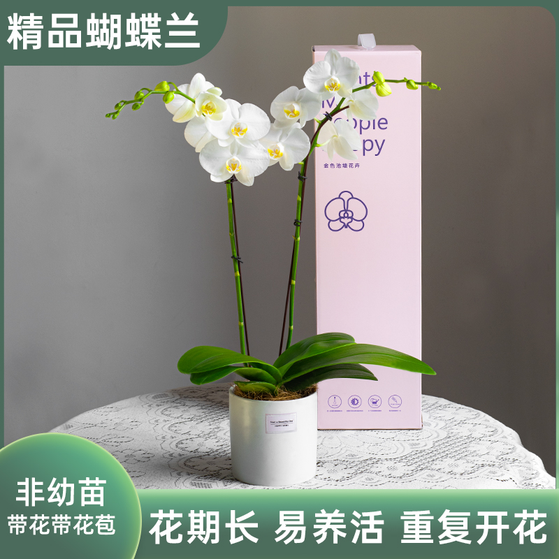 【礼盒包装】金色池塘蝴蝶兰盆栽带花客厅花卉开业乔迁节日礼物