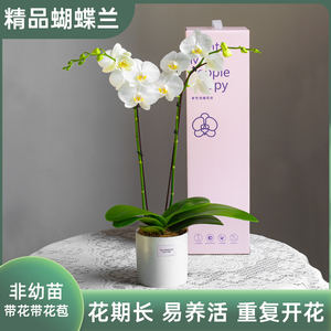【礼盒包装】金色池塘蝴蝶兰盆栽带花客厅花卉开业乔迁节日礼物