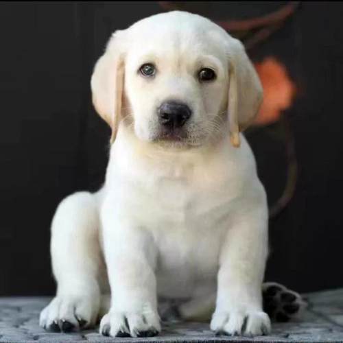 拉布拉多幼犬警犬大骨架奶白色活物真狗黄色大型犬狗狗小便宜黑色