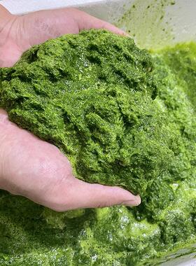 打果汁机新鲜果蔬食品打浆机 斑斓叶打浆机 生物实验绿植打浆机