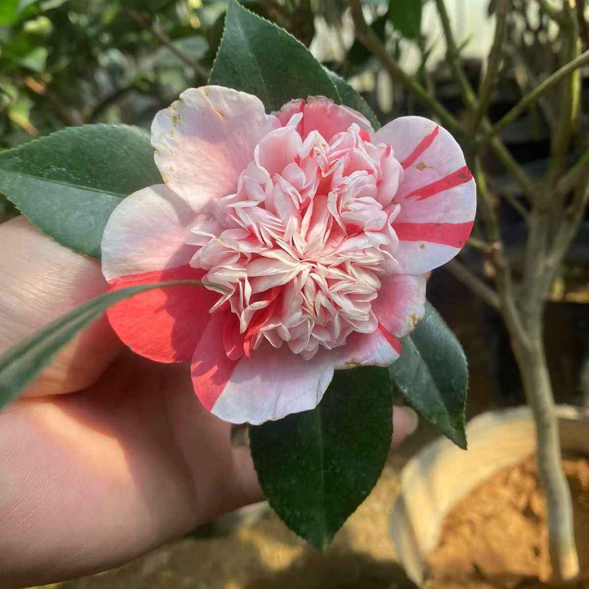 五色赤丹稀有五色拖桂五色喷砂五色白喷白五茶花幻彩茶花稀有品种