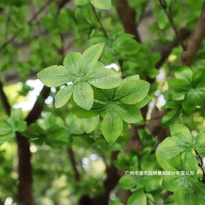 厂家直销仿真吊钟树大型仿真树绿植装饰室内造景假树网红款植物树