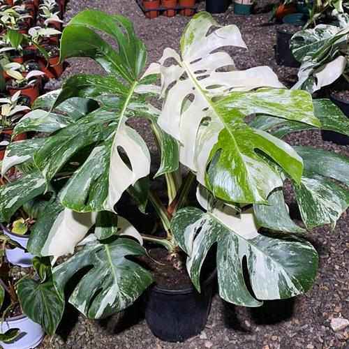明冠园艺白锦龟背竹室内锦化植物一物一拍后期锦化白棉