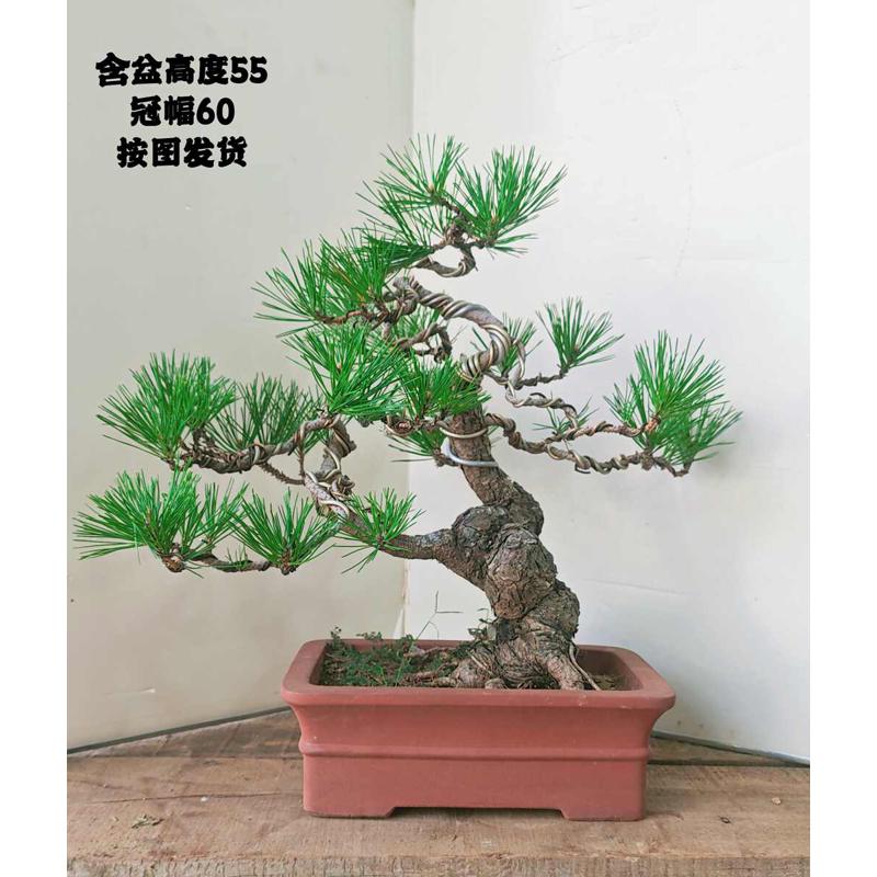 造型黑松盆景 文人矮霸造型黑松 室内盆栽绿植物小老桩黑松