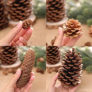 Cones Fall Hallow Pine Pinecones Natural 2cm Christmas