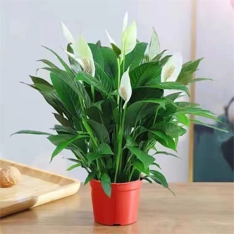 假花仿真盆栽红掌发财树装饰植物室内外客厅花塑料落地小盆景