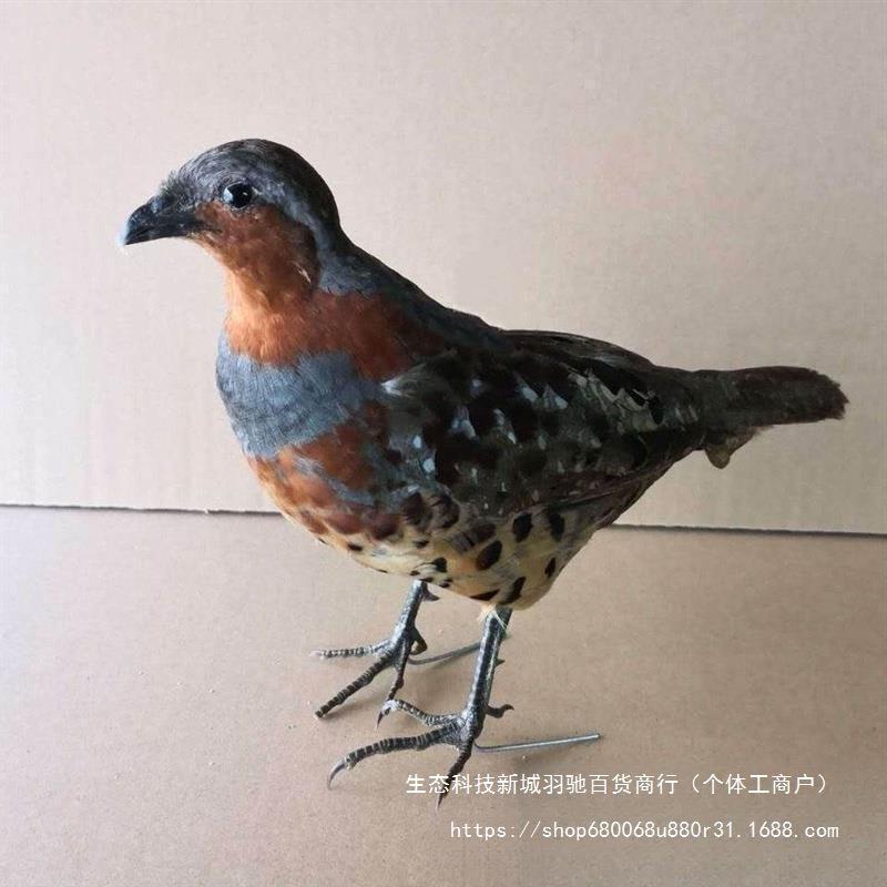 新款竹鸡假媒竹鸡模型园林竹鸡户外竹鸡摆件室外羽毛竹鸡假