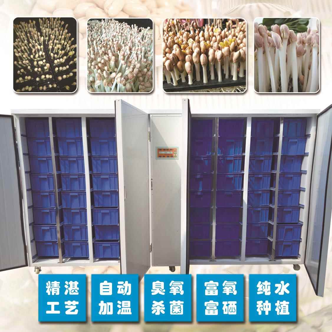 花生芽机 全自动花生芽机 水培花生芽机 商用花生芽机