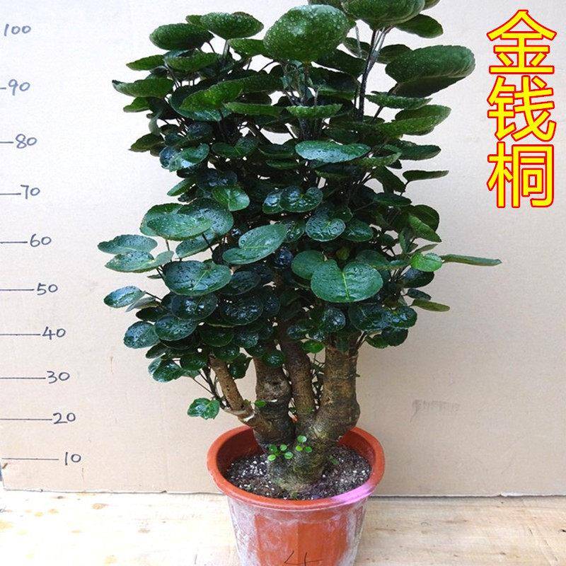 金钱兜圆叶福禄桐盆栽花卉室内客厅金钱桐树桩盆景四季常青植物