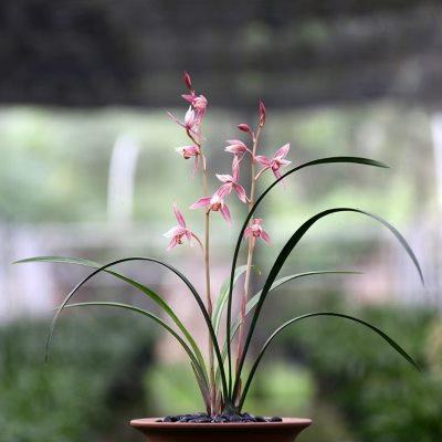 【团购】喜花里【市长红】四季建兰红花铭品带花浓香室内绿植盆栽
