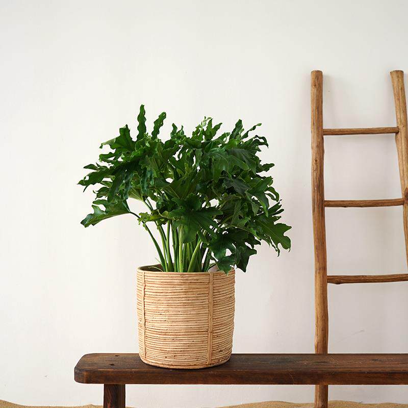 北欧编织水泥花盆客厅简约室内田园仿藤编创意个性盆栽带流苏套盆