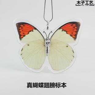 真蝴蝶标本昆虫树脂巴黎碧凤青凤蝶 工艺品收藏生日结婚送礼包邮