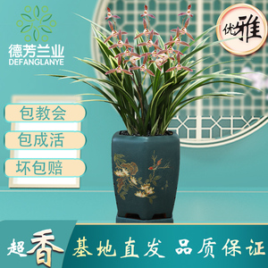 德芳兰业兰花苗墨兰日向金边特香盆栽直销带花苞特级十大名贵