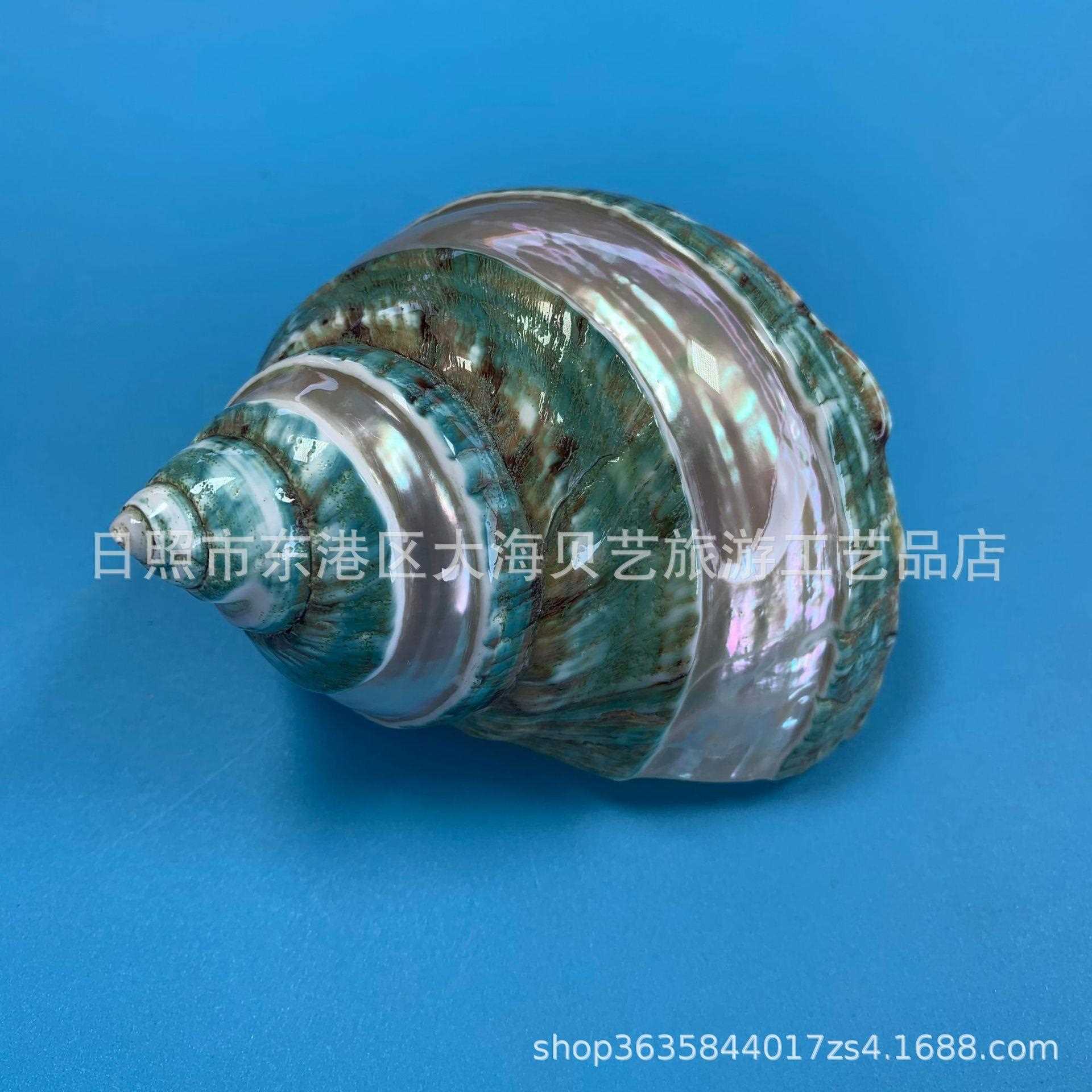 新款直销轨道绿蝾螺 天然海螺贝壳寄居蟹替换壳鱼缸造景居家装饰