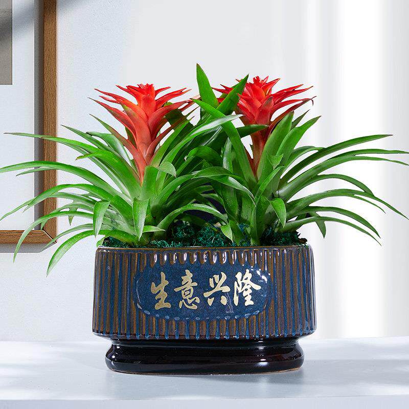 鸿运当头盆栽花卉植物室内花客厅四季开 花好养活凤梨水培绿植阳