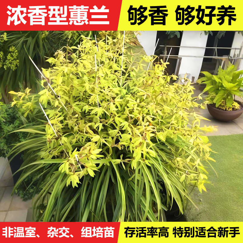 湖北浓香蕙兰九节兰惠兰九头国兰鲜草带花苞室内庭院耐寒盆栽绿植