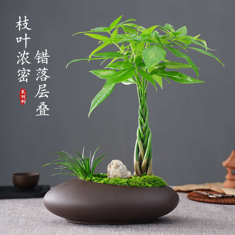 书房绿发财树盆景盆景五福创意盆栽紫砂客厅植 桌面景观微 室内