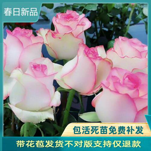 灌木切花月季爱莎/艾莎玫瑰花苗高酒杯花型抗病好养庭院玫瑰盆栽