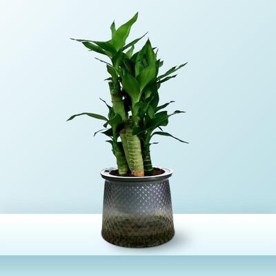 2024龙年发财树富贵竹鸭掌木自动吸水盆文竹植物盆栽绿植专用花盆