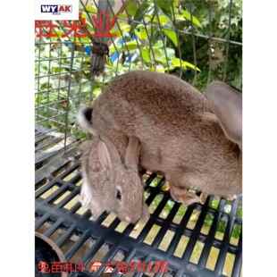 兔子活苗比利时大型肉兔繁殖兔种兔兔苗散养肉兔活休发货包技术包