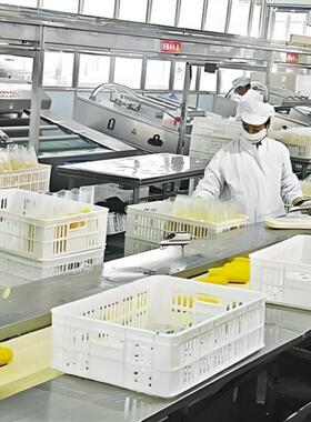 鲜玉米切头去尾机 鲜玉米穗加工成套设备鲜苞米真空即食生产线