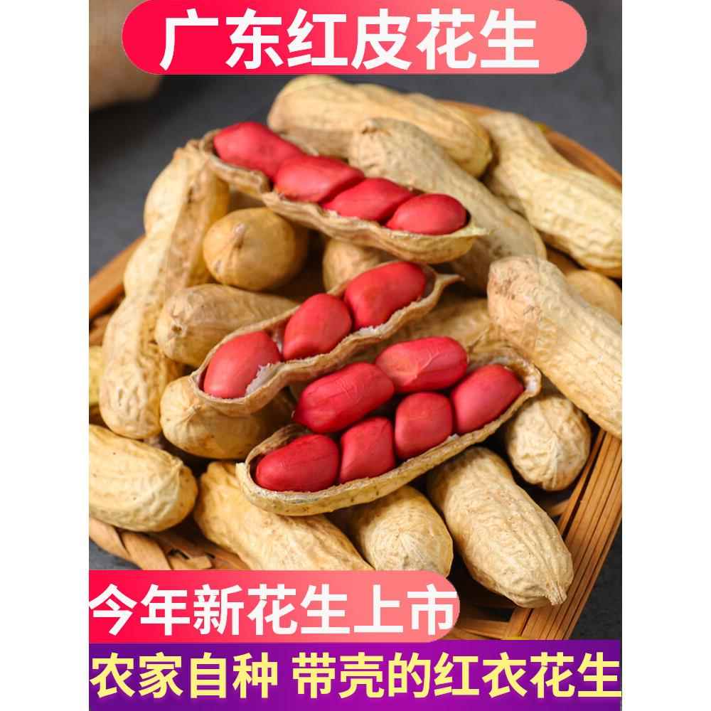广东红皮花生带壳晒干生的农家种子新鲜四粒红衣花生米2025新货