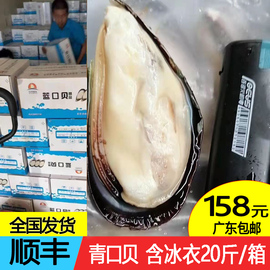 湛江青口贝蓝口贝冷冻水产烧烤食材半壳含冰衣20斤/件批量