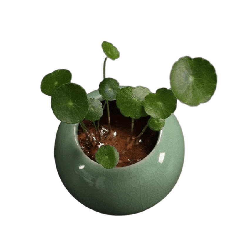 器陶瓷档次水培草桌面水培片孔小草开铜钱花盆小清新容器花无
