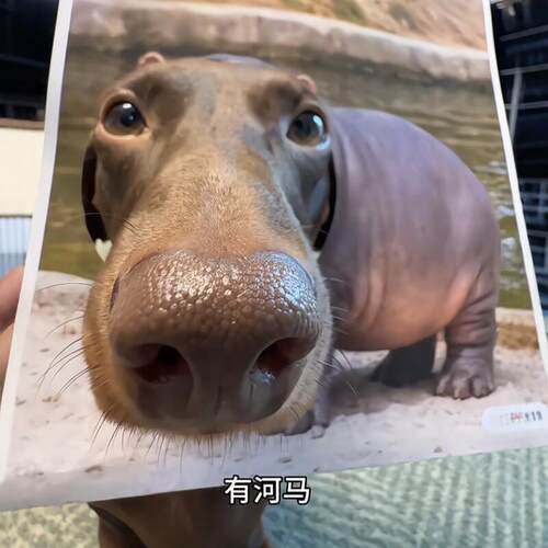 【动物园里有什么】趣味小狗动物头套宠物模仿动物园拍照出片道具