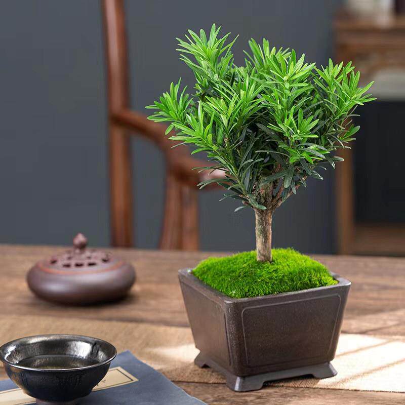 罗汉松盆景造型植物摆件室内四季常青绿植中式桌面好养活老桩盆栽