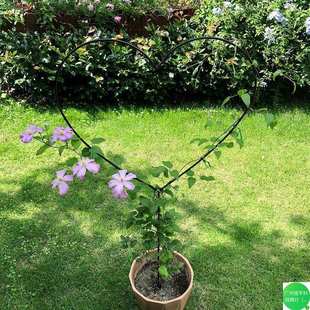 蓝支架爬固定藤架铁线莲茉莉厂家雪花花盆造型园艺心形棒棒糖花架