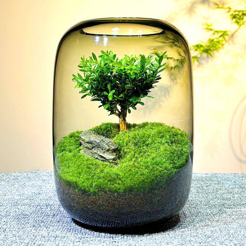 生命之树苔藓微景观创意桌面生态苔藓微景观室内植物摆件送礼