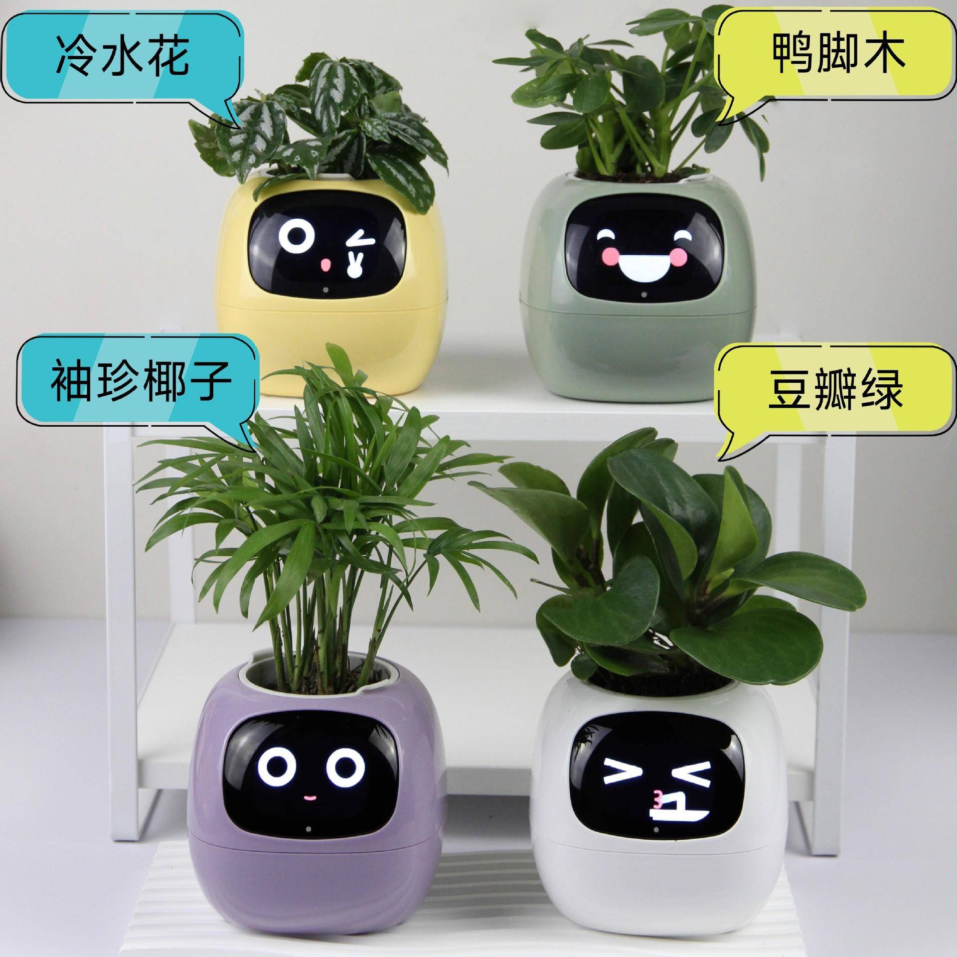 新品智能懒人自动吸水花盆塑料IVY智能萌宠机器人配套植物四选一